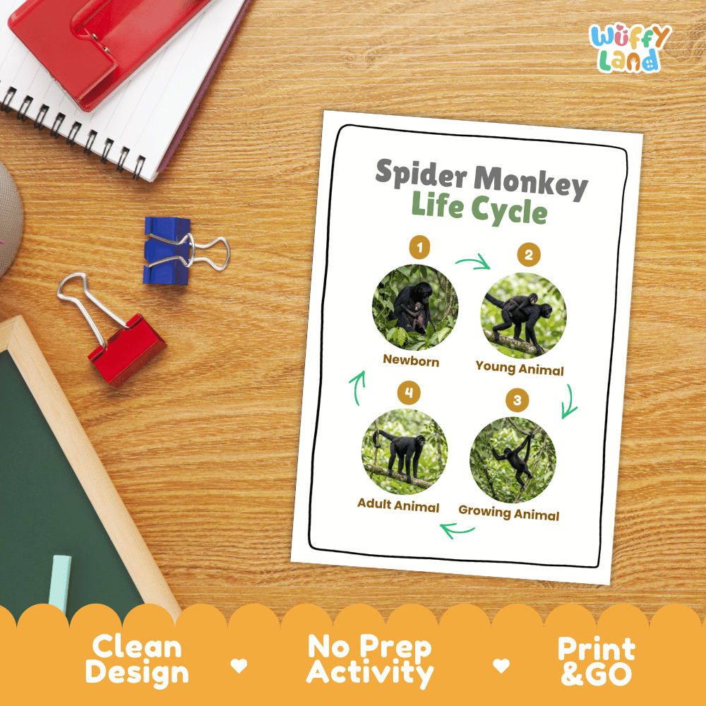 Spider Monkey Life Cycle Poster and Cut and Paste Activity Worksheets