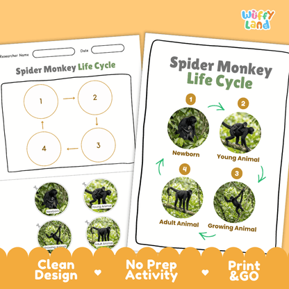 Spider Monkey Life Cycle Poster and Cut and Paste Activity Worksheets