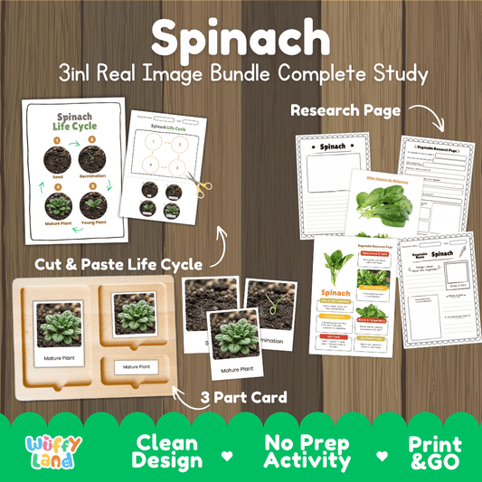 Spinach 3in1 real image bundle complete study printable featuring life cycle cut and paste worksheets, Montessori 3-part cards, and research pages
