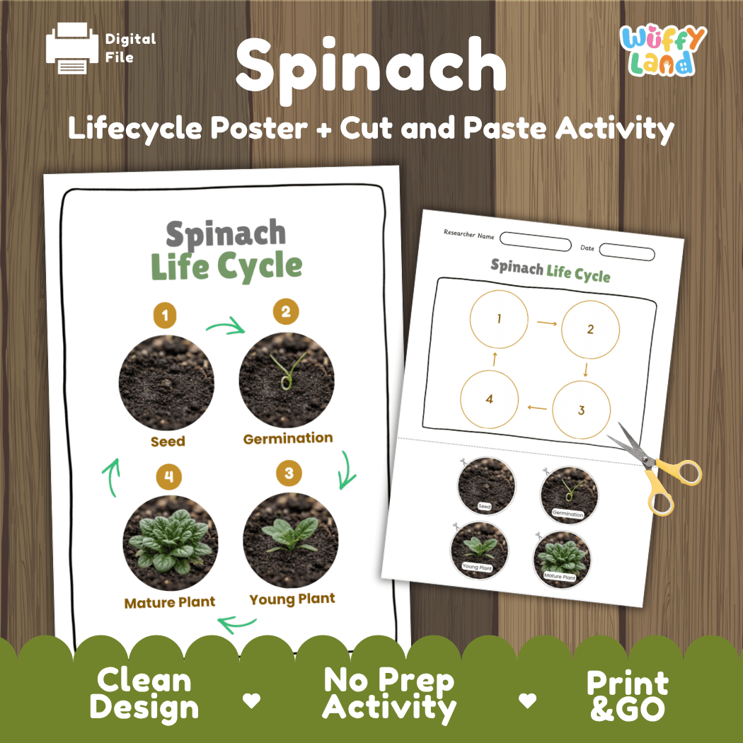 Spinach plant life cycle educational printable pack cover showing visual reference poster and cut and paste sequencing worksheet with real photography