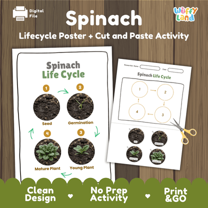 Spinach plant life cycle educational printable pack cover showing visual reference poster and cut and paste sequencing worksheet with real photography