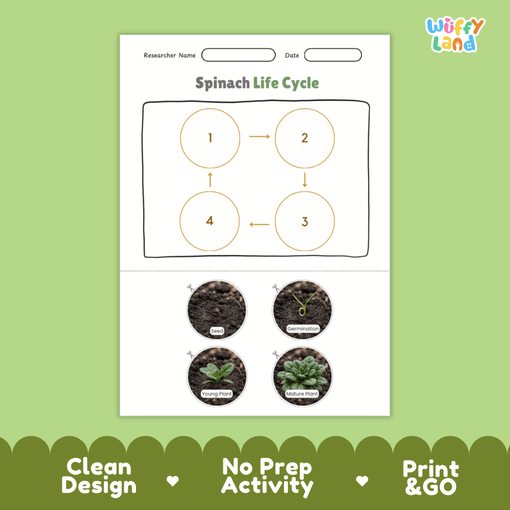 Educational reference poster showing four realistic photo stages of a spinach life cycle including seed, germination, young plant, and mature plant