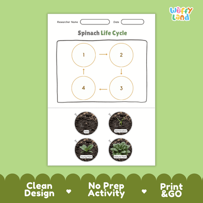 Educational reference poster showing four realistic photo stages of a spinach life cycle including seed, germination, young plant, and mature plant