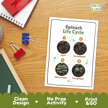 Hands-on cut and paste science worksheet for students to cut real photo tokens and sequence spinach growth stages onto numbered circles