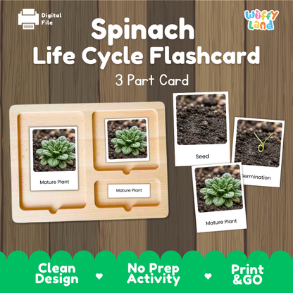 Digital preview of a spinach life cycle flashcard set by Wiffy Land, showing a wooden 3-part card tray with photos of mature plant, seed, and termination stages on a wood-grain background.
