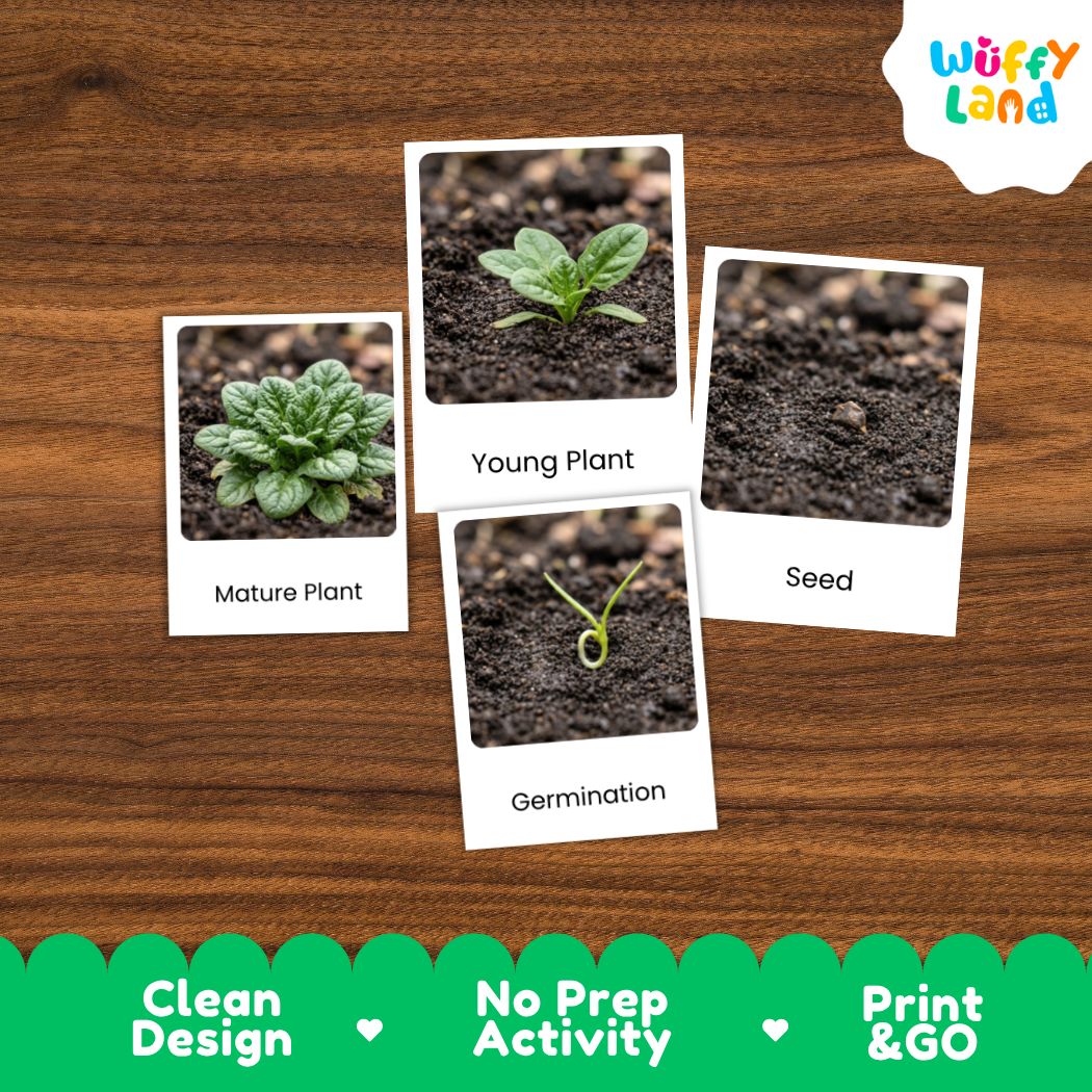 A set of educational plant germination cards displayed on a brown wooden background. The cards show labeled images of a mature plant, a young plant, soil, a seed, and germination.