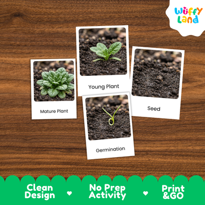 A set of educational plant germination cards displayed on a brown wooden background. The cards show labeled images of a mature plant, a young plant, soil, a seed, and germination.