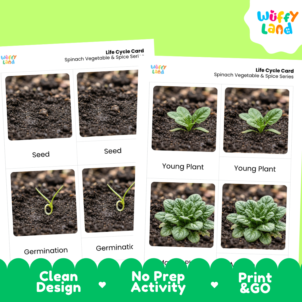 Two printed life cycle cards for spinach vegetable and spice set by Wuffi Land, showing seed, germination, young plant, and mature plant stages with soil photos. The cards are shown on a bright green background with marketing text at the bottom.