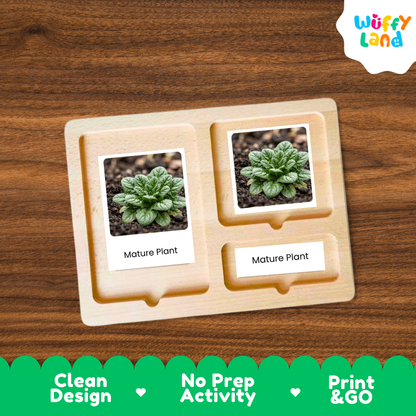 A wooden Montessori-style activity tray with two labeled slots reading 'Mature Plant,' each holding a small plant photo card, shown on a wood-grain background. A 'Wuffy Land' logo appears in the top right, and a green banner at the bottom highlights 'Clean Design,' 'No Prep Activity,' and 'Print & GO.