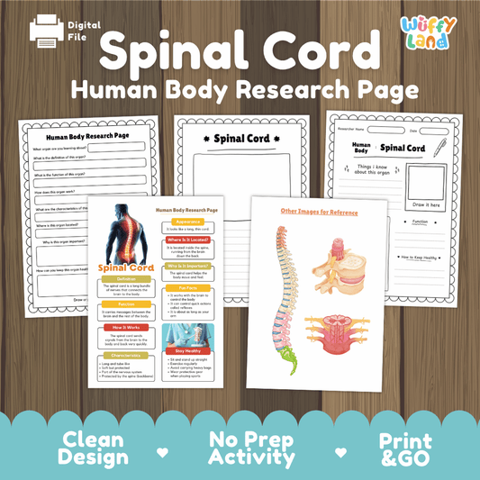 Spinal Cord Human Body Research Page Worksheets Anatomy Science Activity