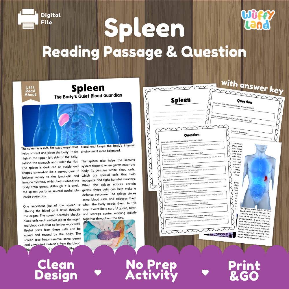 Spleen reading comprehension passage and questions printable activity pack with answer key for elementary students