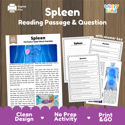 Spleen reading comprehension passage and questions printable activity pack with answer key for elementary students