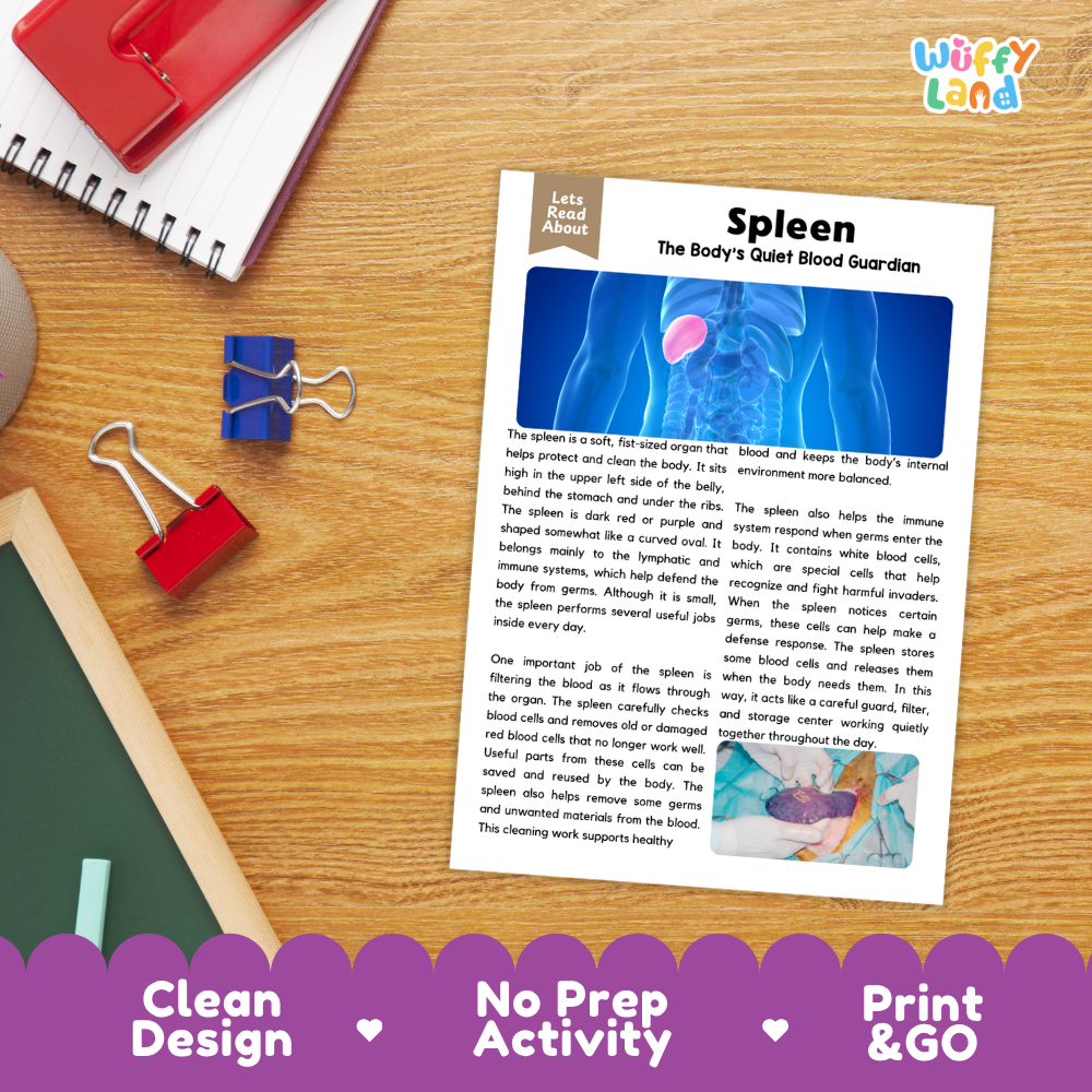Student reading comprehension worksheet with short-answer questions and lined sections about the human spleen