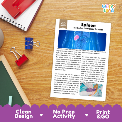 Student reading comprehension worksheet with short-answer questions and lined sections about the human spleen