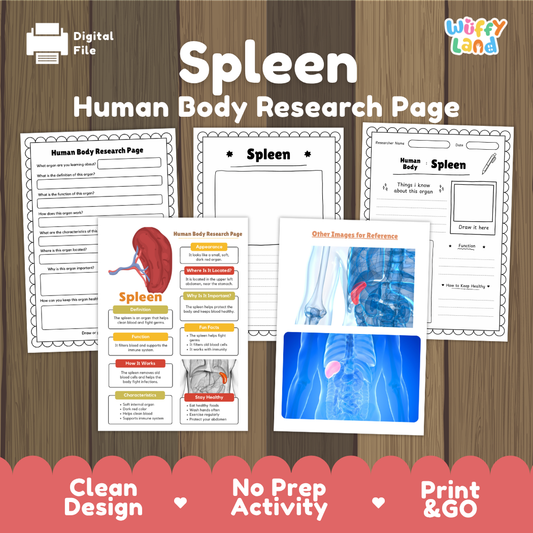 Spleen Human Body Research Page Worksheets and Reference Sheets