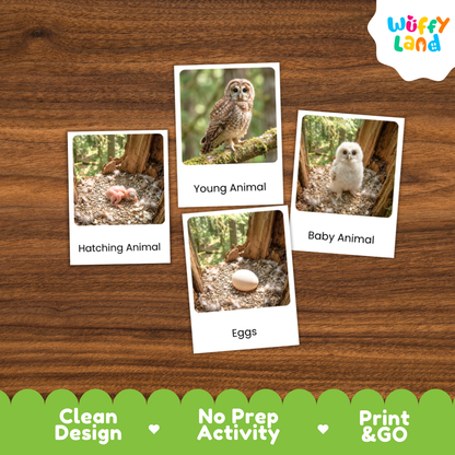 Spotted Owl Life Cycle Flashcards | Montessori 3 Part Cards Science Activity