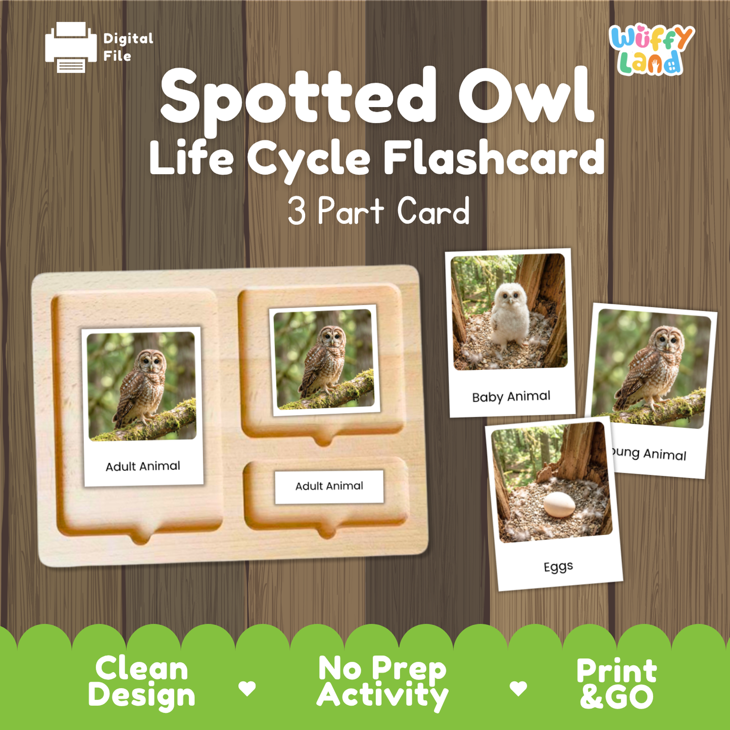 Spotted Owl Life Cycle Flashcards | Montessori 3 Part Cards Science Activity