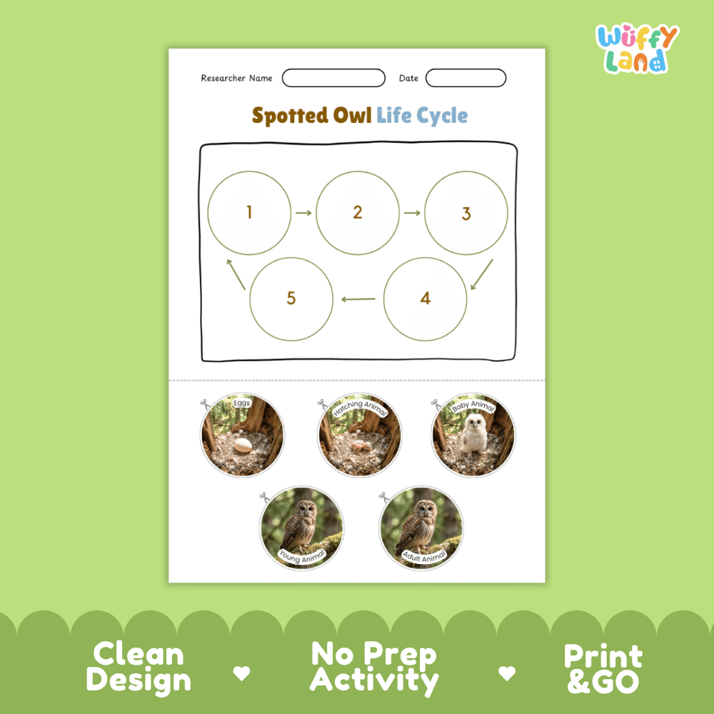 Spotted Owl Life Cycle Poster and Cut and Paste Worksheet Activity
