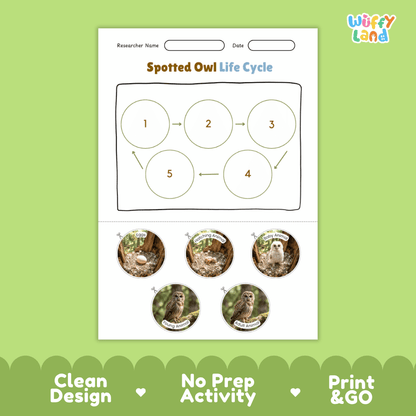 Spotted Owl Life Cycle Poster and Cut and Paste Worksheet Activity