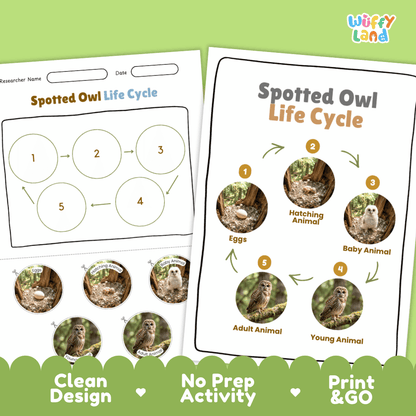 Spotted Owl Life Cycle Poster and Cut and Paste Worksheet Activity
