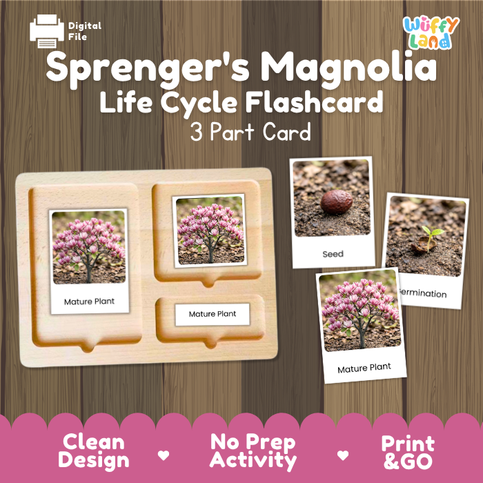 Sprenger's Magnolia Life Cycle Flashcards | 3 Part Cards Montessori Science Activity