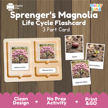 Sprenger's Magnolia Life Cycle Flashcards | 3 Part Cards Montessori Science Activity