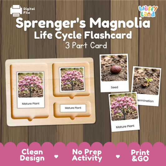 Montessori three part cards featuring real photographic images of Sprenger's magnolia growth stages and mature blooming tree displayed on a wooden tray