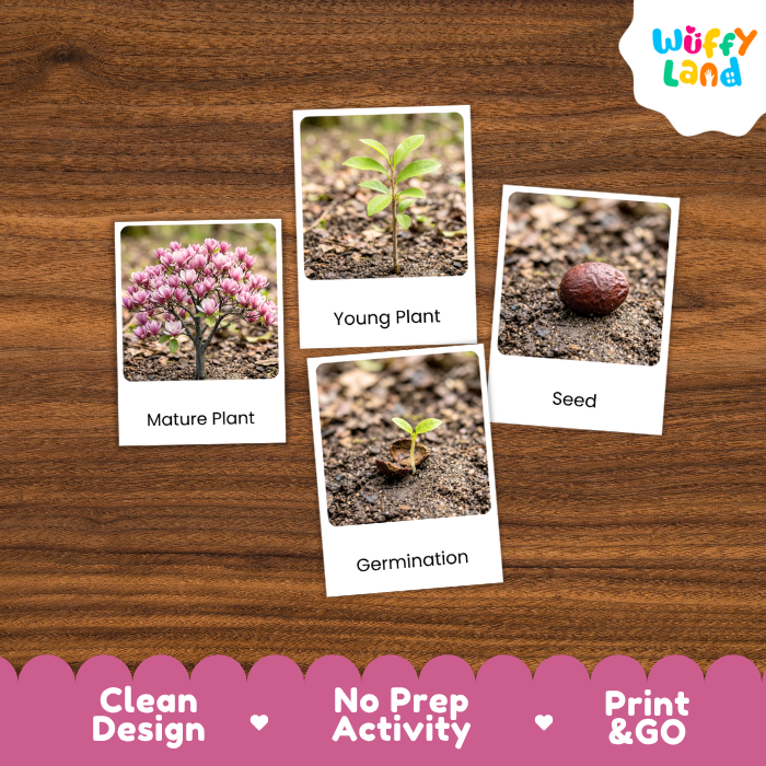Sprenger's Magnolia Life Cycle Flashcards | 3 Part Cards Montessori Science Activity
