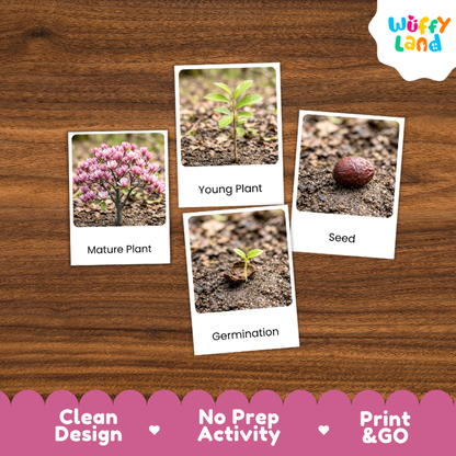 Sprenger's Magnolia Life Cycle Flashcards | 3 Part Cards Montessori Science Activity