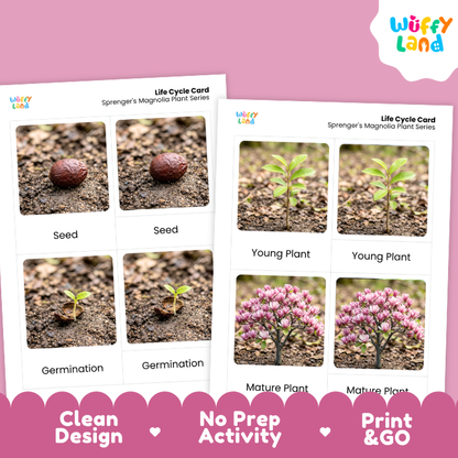 Sprenger's Magnolia Life Cycle Flashcards | 3 Part Cards Montessori Science Activity