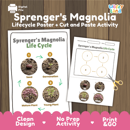 Sprenger's Magnolia Life Cycle Poster and Cut and Paste Activity Worksheet