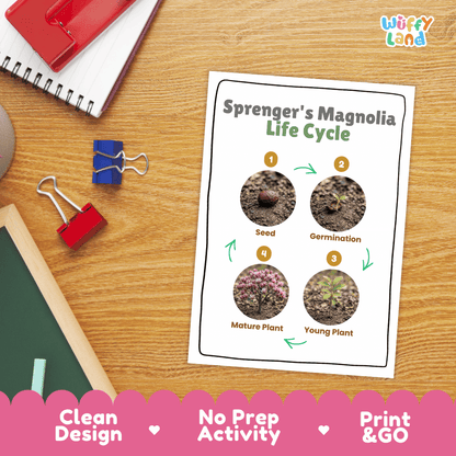 Sprenger's Magnolia Life Cycle Poster and Cut and Paste Activity Worksheet