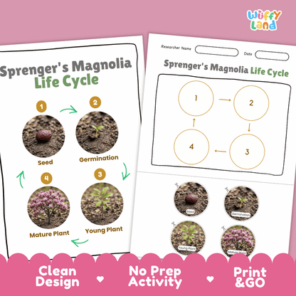 Sprenger's Magnolia Life Cycle Poster and Cut and Paste Activity Worksheet