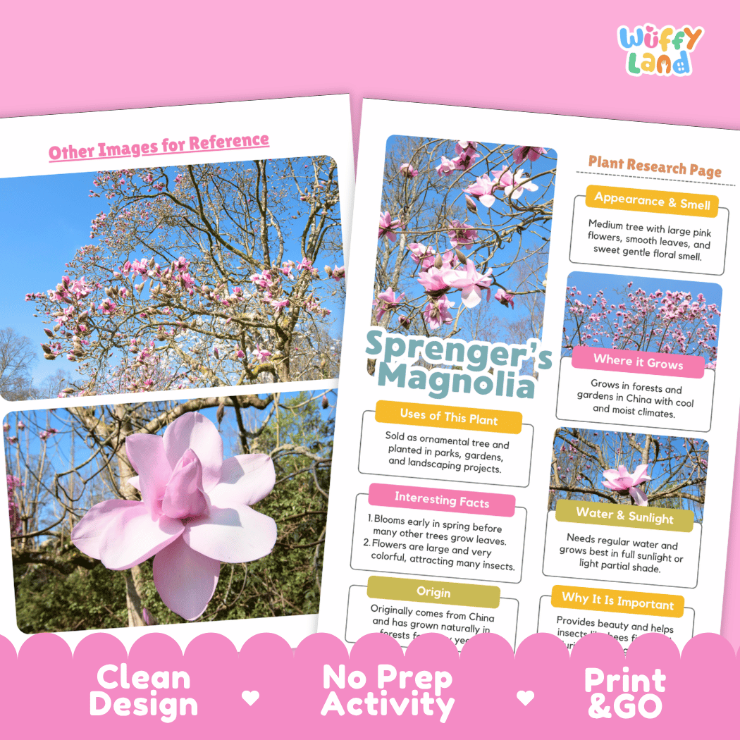 Sprenger's Magnolia Plant Research Page Worksheets and Fact Sheet