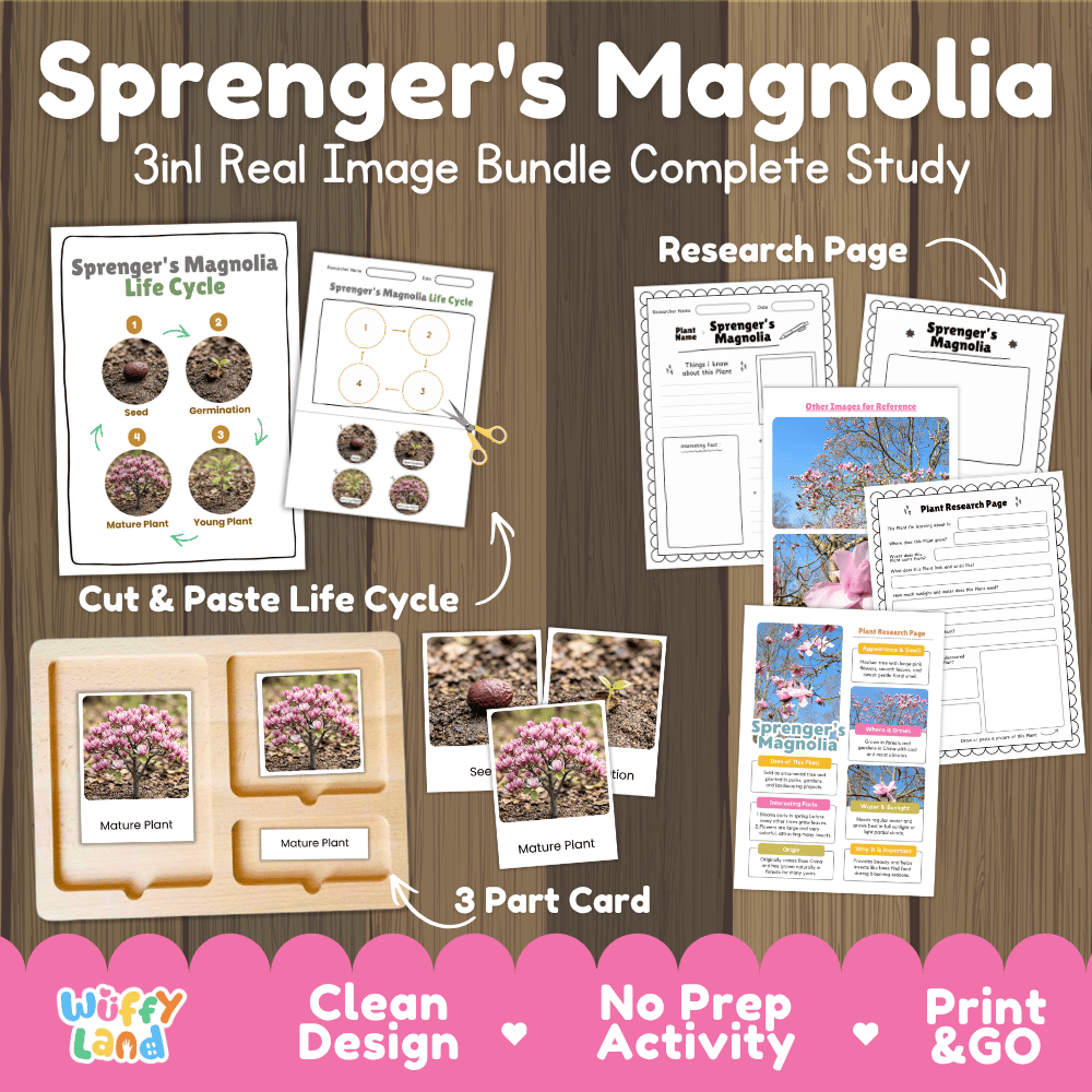 Sprenger's magnolia tree 3in1 real image bundle complete study printable featuring life cycle cut and paste worksheets, Montessori 3-part cards, and research pages