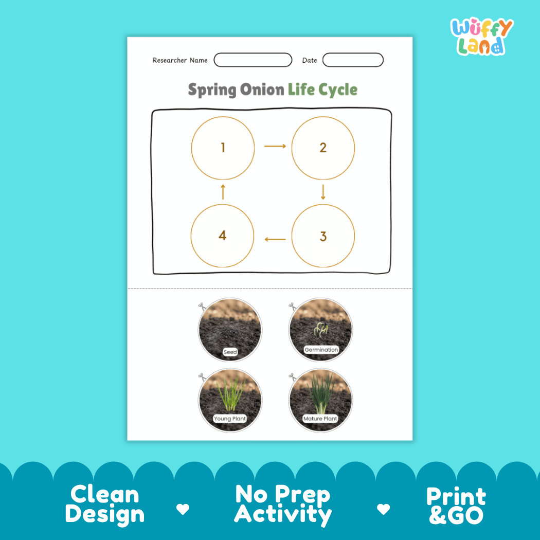 Educational reference poster displaying four realistic photo stages of spring onion growth including seed, germination, young plant, and mature plant