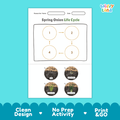 Educational reference poster displaying four realistic photo stages of spring onion growth including seed, germination, young plant, and mature plant