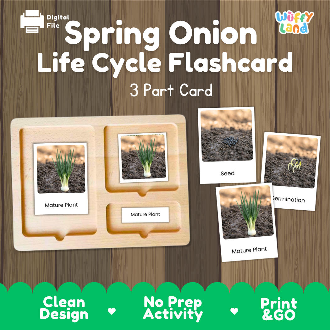 Digital product listing for a 'Spring Onion Life Cycle Flashcard' by Wiffy Land, showing a wooden 3-part card tray with sample flashcards depicting seed, germination, and mature plant stages on a wood-grain background.