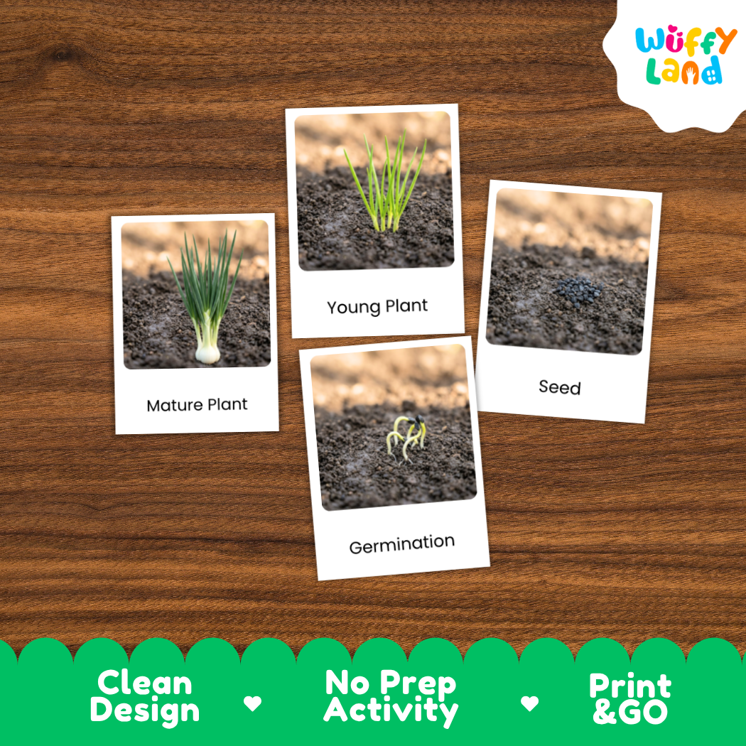 Four labeled cards showing plant growth stages—Mature Plant, Young Plant, Seed, and Germination—placed on a wood surface. The cards feature small photos of soil, sprouts, and a seed, with the brand name Wuffi Land in the top right and a green banner at the bottom reading Clean Design, No Prep Activity, and Print & GO.