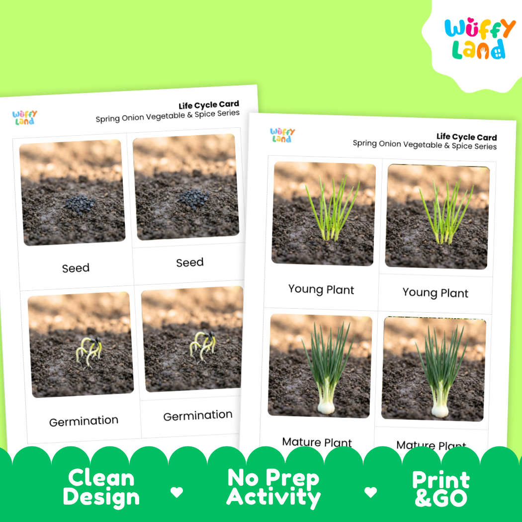 Two printed life cycle cards for spring onion vegetables and spices shown on a bright green background. The cards show labeled photos of a seed, germination, young plant, and mature plant.