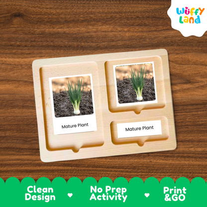 A wooden Montessori-style activity tray with two labeled slots reading 'Mature Plant,' each holding a small plant photo, shown on a wood-grain background. A 'Wuffy Land' logo appears in the top right, and a green banner at the bottom highlights 'Clean Design,' 'No Prep Activity,' and 'Print & GO.