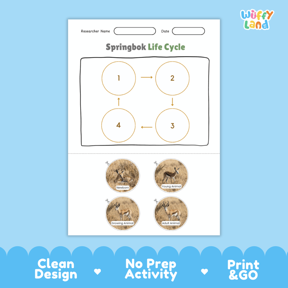 Springbok Life Cycle Poster and Cut and Paste Activity Worksheets