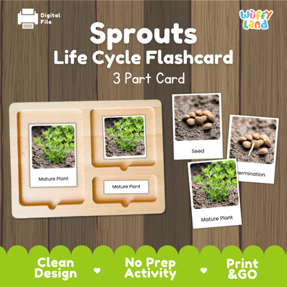 Digital product preview of a 'Sprouts Life Cycle Flashcard' set by Wiffy Land, showing a wooden 3-part card tray with images of seed, sprout, and mature plant stages on a wood-grain background.