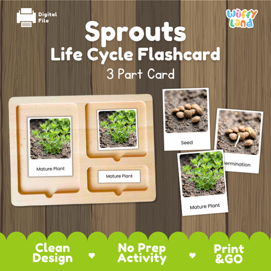 Digital product preview of a 'Sprouts Life Cycle Flashcard' set by Wiffy Land, showing a wooden 3-part card tray with images of seed, sprout, and mature plant stages on a wood-grain background.