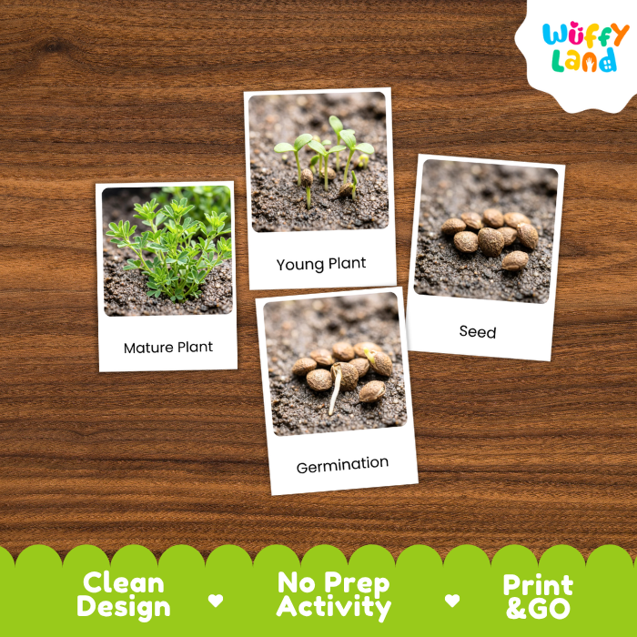 Sprouts Life Cycle Flashcards | 3 Part Cards Montessori Science Activity