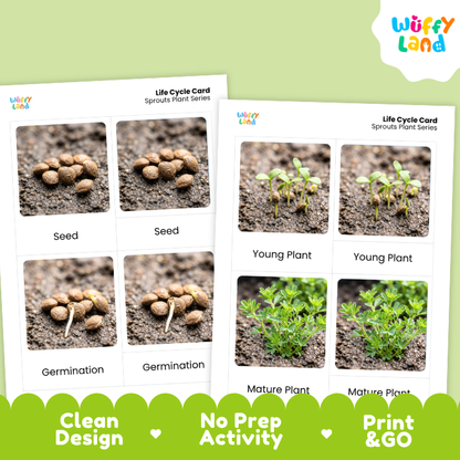 Sprouts Life Cycle Flashcards | 3 Part Cards Montessori Science Activity