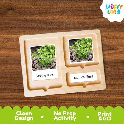 Sprouts Life Cycle Flashcards | 3 Part Cards Montessori Science Activity