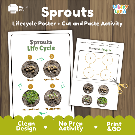 Sprouts Life Cycle Poster and Cut and Paste Activity Worksheet
