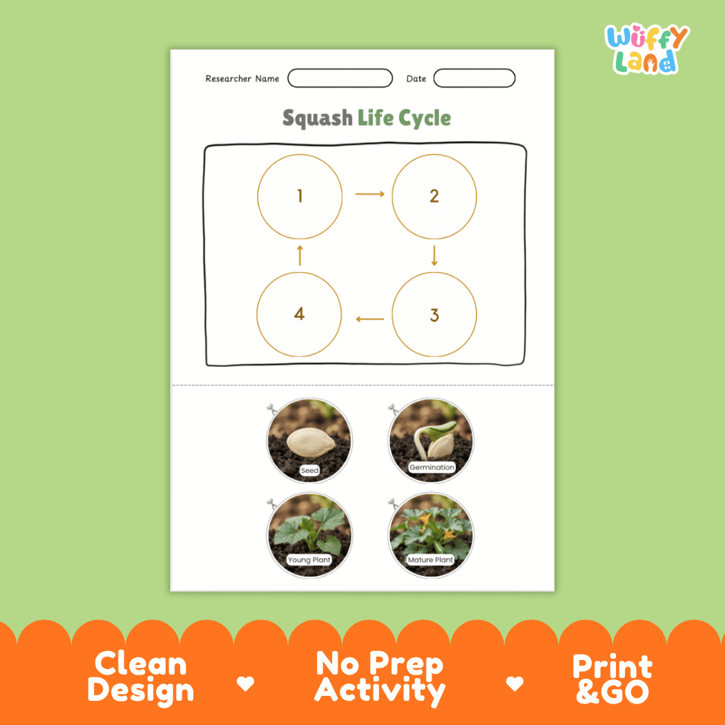 Educational reference poster showing four realistic photo stages of a squash life cycle including seed, germination, young plant, and mature plant