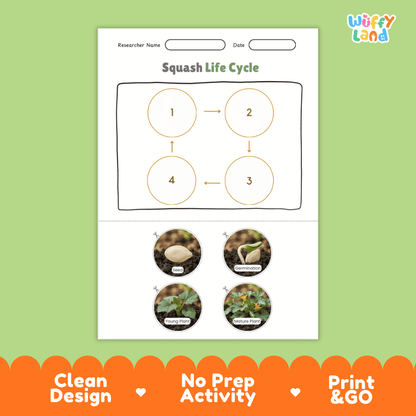 Educational reference poster showing four realistic photo stages of a squash life cycle including seed, germination, young plant, and mature plant